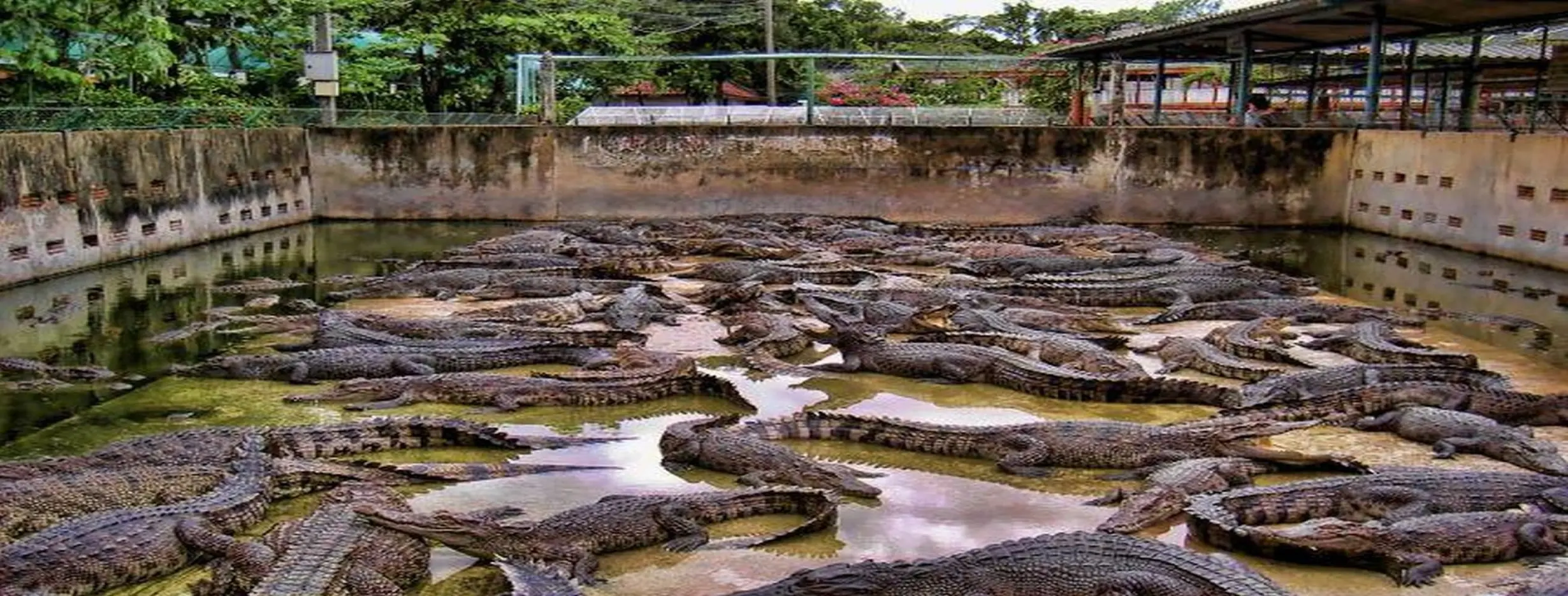 Image for Croc Farm Visit